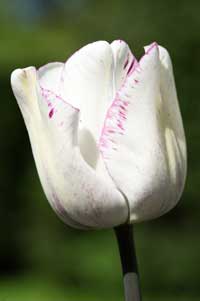 Weisse Tulpe