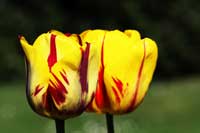 Zwei geflammte gelbe Tulpen